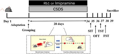 Ginsenosides Rb1 Attenuates Chronic Social Defeat Stress-Induced Depressive Behavior via Regulation of SIRT1-NLRP3/Nrf2 Pathways